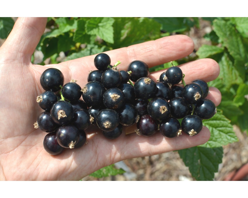 Бона cмородина  (Bona Blackcurrant)