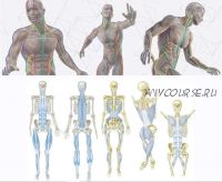 Секреты анатомии: путешествие по миофасциальным меридианам , часть 3 из 10 (Томас Майерс)