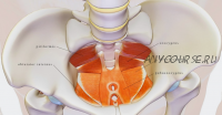 [KinesioPro] Вебинар Мышцы тазового дна и кор: алгоритм восстановления и тренировки (Марина Осокина)