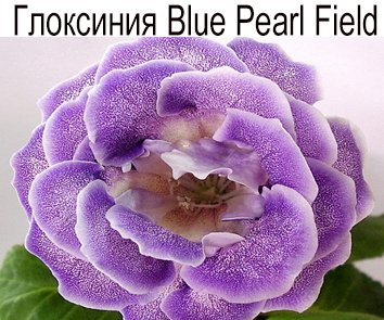 Глоксиния Blue Pearl Field