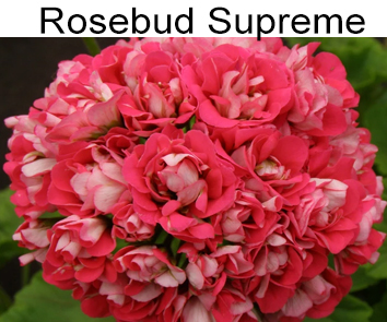 Пеларгония розебудная Rosebud Supreme