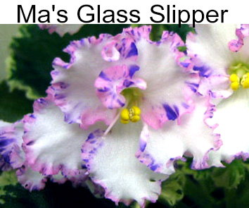 Ma`s Glass Slipper (O. Robinson) стандарт