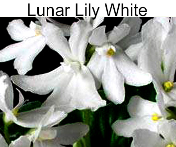 Lunar Lily White полумини