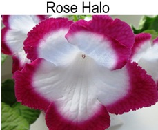 Rose Halo