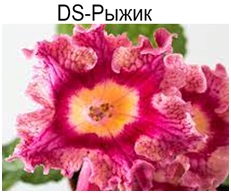 DS-Рыжик (Еникеев)