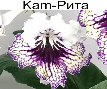 Kam-Рита