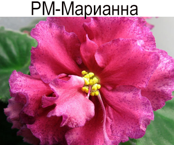 РМ-Марианна (Н. Скорнякова) стандарт