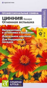 Цинния Захара Огненная вспышка (Сем Алт)