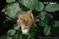 Роза 'Уэлл Биинг' / Rose 'Well Being'