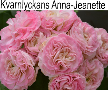 Пеларгония розебудная Kvarnlyckans Anna-Jeanette