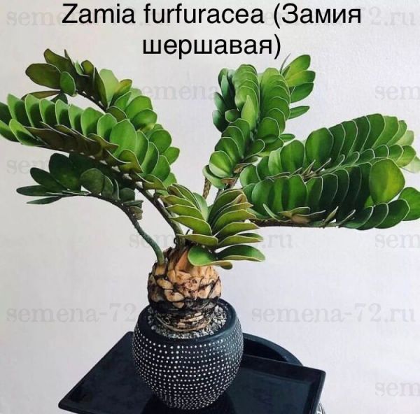 Zamia furfuracea (Замия шершавая)
