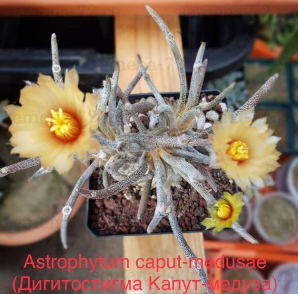 Astrophytum caput-medusae (Дигитостигма Капут-медуза)