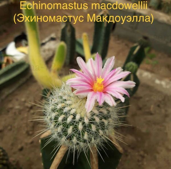 Echinomastus macdowellii (Эхиномастус Макдоуэлла)