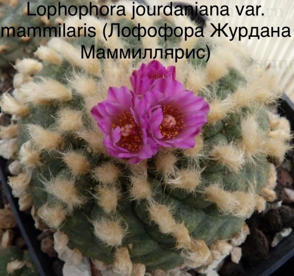 Lophophora jourdaniana var. mammilaris (Лофофора Журдана Маммиллярис)