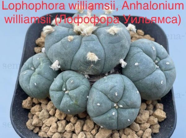 Lophophora williamsii, Anhalonium williamsii (Лофофора Уильямса)