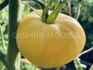 Tomat-Snezhno-Belyj-zip-Myazina
