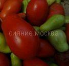 Tomat-Novinka-Pridnestrovya-zip-Myazina