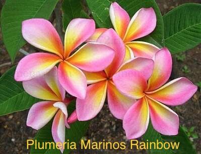 Plumeria Marinos Rainbow