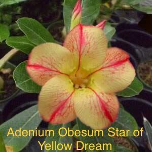 Adenium Obesum Star of Yellow Dream