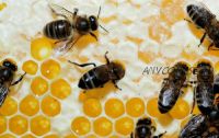 Пчелиная пыльца, маточное молочко (Эрик Томпсон)