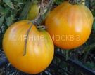 Tomat-Korol-Sibiri-zip-Myazina