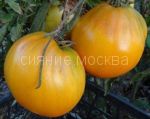 Tomat-Korol-Sibiri-zip-Myazina