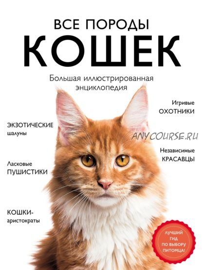 Все породы кошек. Большая иллюстрированная энциклопедия (Алина Ярощук, Любовь Романова)