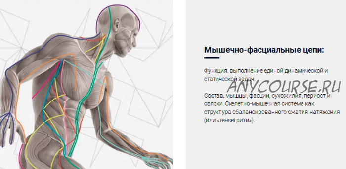 Мышечно-фасциальные цепи как система стабилизации мышечно-скелетной системы (Людмила Васильева)