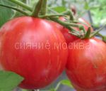 Tomat-Sladkij-Koneros-zip-Myazina