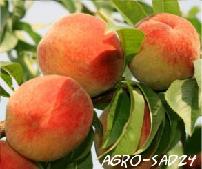 Peach FURY (-30°C)