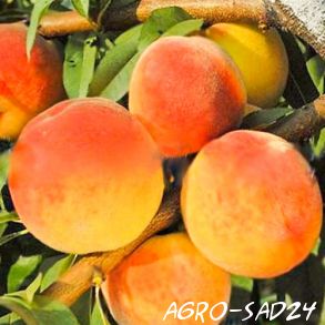Peach Vine Gold