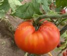 Tomat-chempion-buryatii