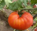 Tomat-chempion-buryatii
