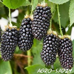 Blackberry Caraca Black