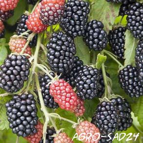 Blackberry Heaven může počkat