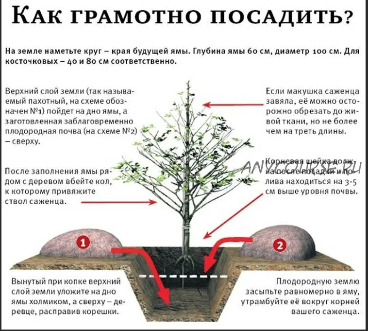 Как выбрать и посадить растения чтобы они точно прижились (Светлана Валуйская)