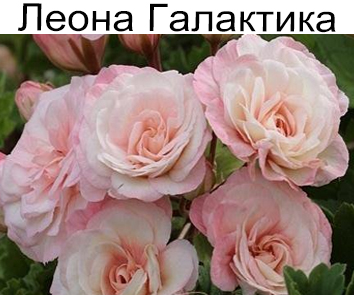 Пеларгония розебудная зонартик Леона Галактика