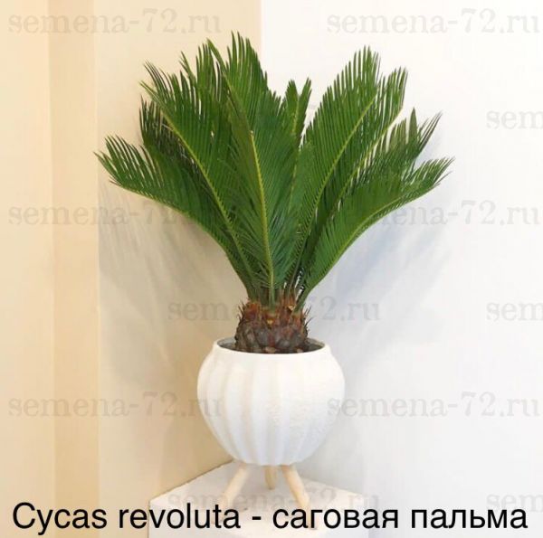 Cycas revoluta - саговая пальма