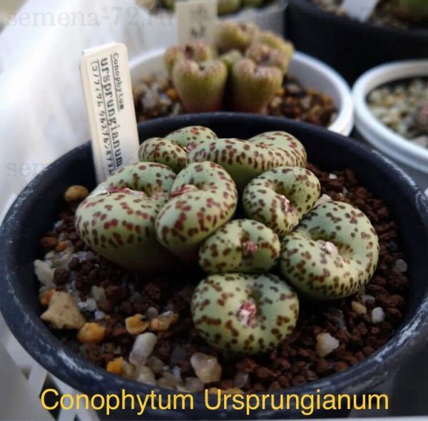 Conophytum Ursprungianum
