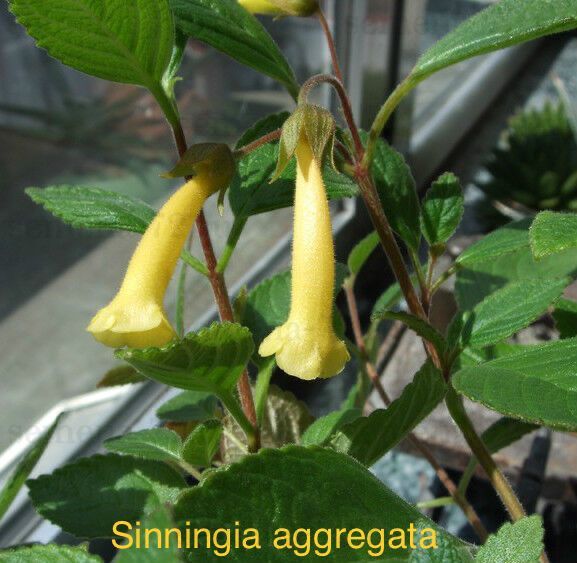 Sinningia aggregata