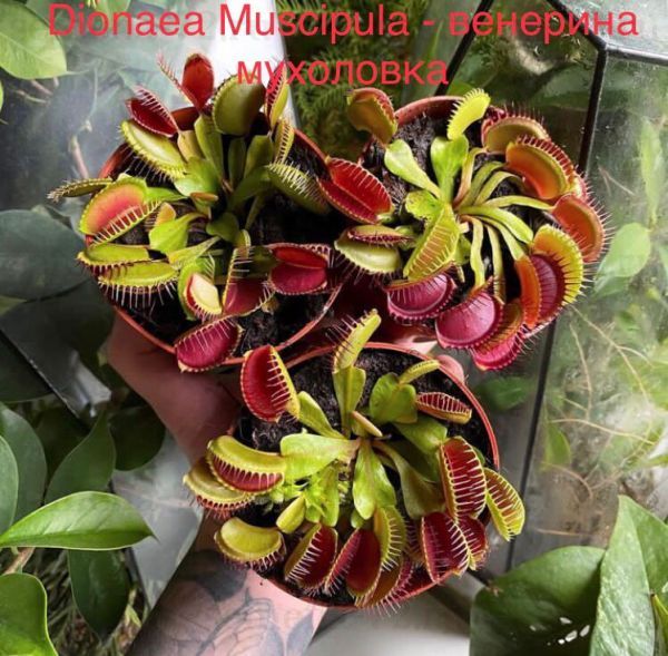Dionaea Muscipula - венерина мухоловка