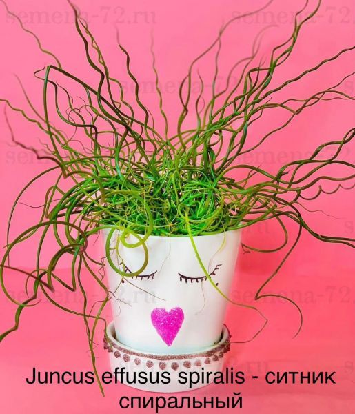 Juncus effusus spiralis - ситник спиральный