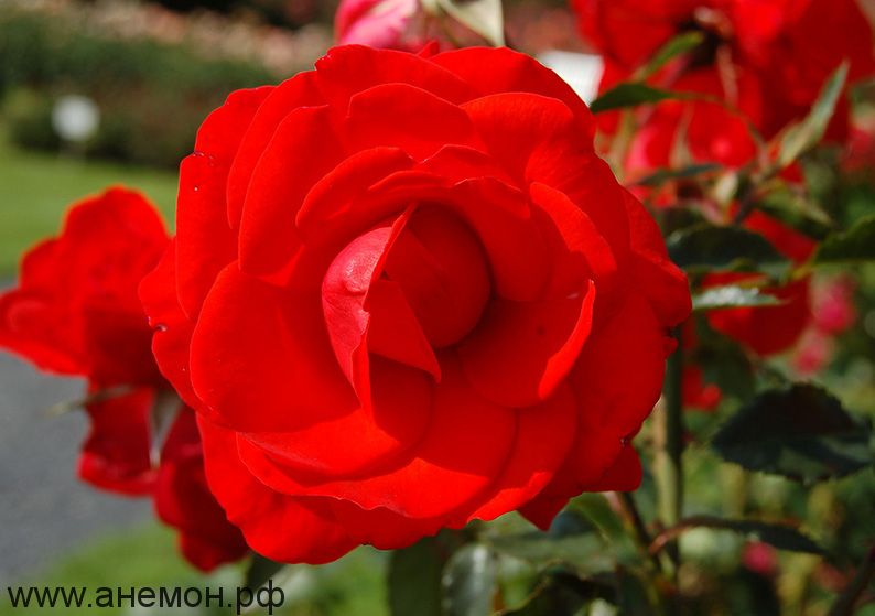 Роза шраб "Бриллиант"
