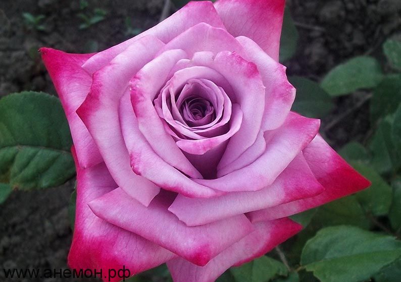 Роза чайно-гибридная "Парадиз"