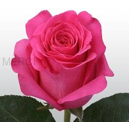 Роза ярко-розовая Пинк флойд