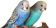 Волнистые попугаи (Melopsittacus)