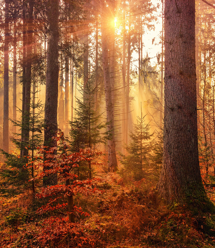Фотообои Сказочный лес