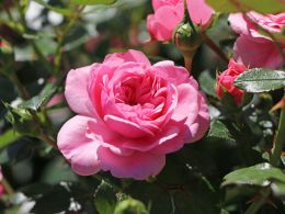 Купить саженцы Роза плетистой Ева Роуз в Нижнем Новгороде - Гарден Флора