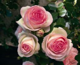 Купить саженцы Розы плетистой Пьер де Ронсар в Нижнем Новгороде - Гарден Флора