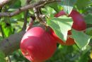 Яблоня традиционная Пепин шафранный (подвой суперкарликовый МБ)